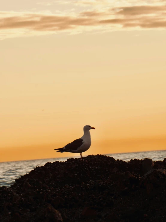 a seagull stands on top of the rocky shore