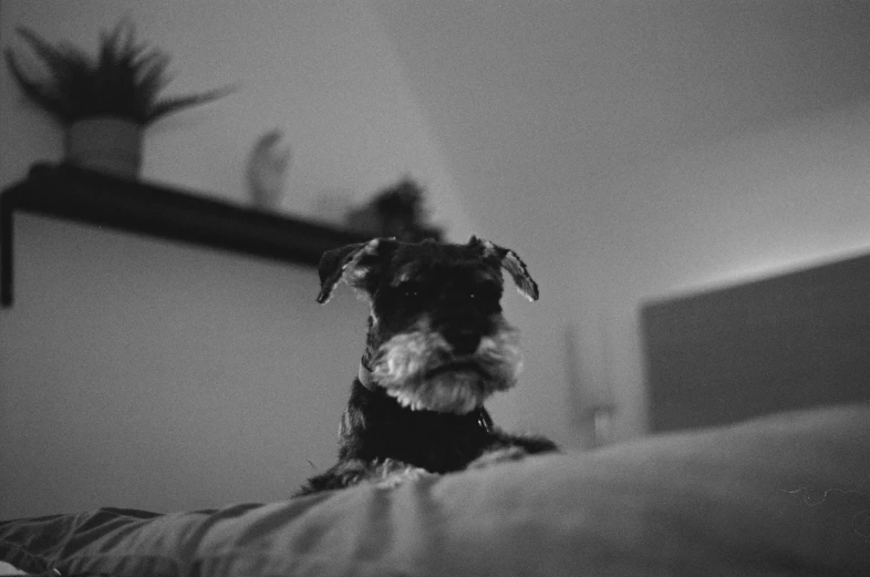 a black and white po of a dog sitting in the middle of a bed