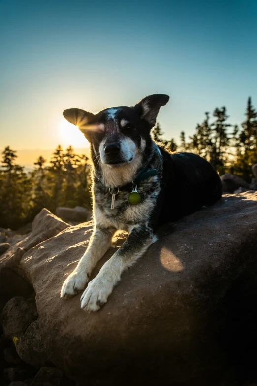 a dog is resting on a rock and a sunset