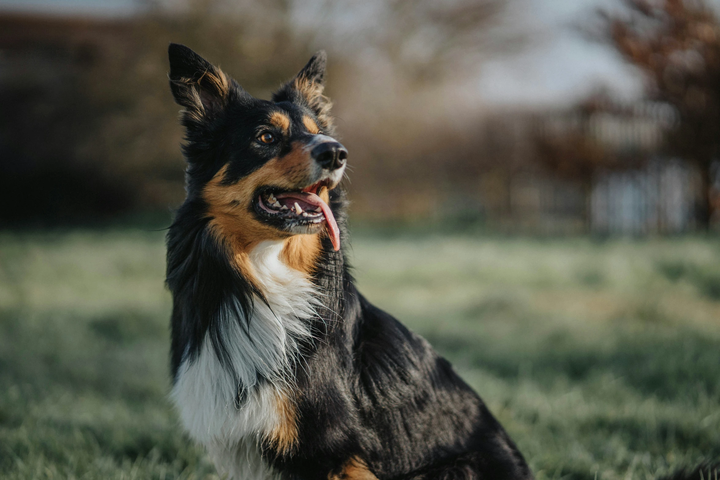 a small dog standing on top of a green field