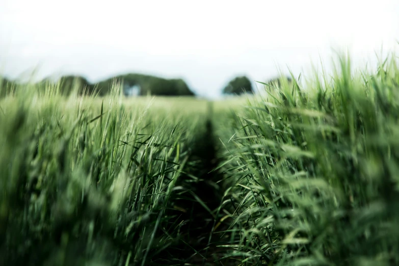 tall green grass in a field with trees