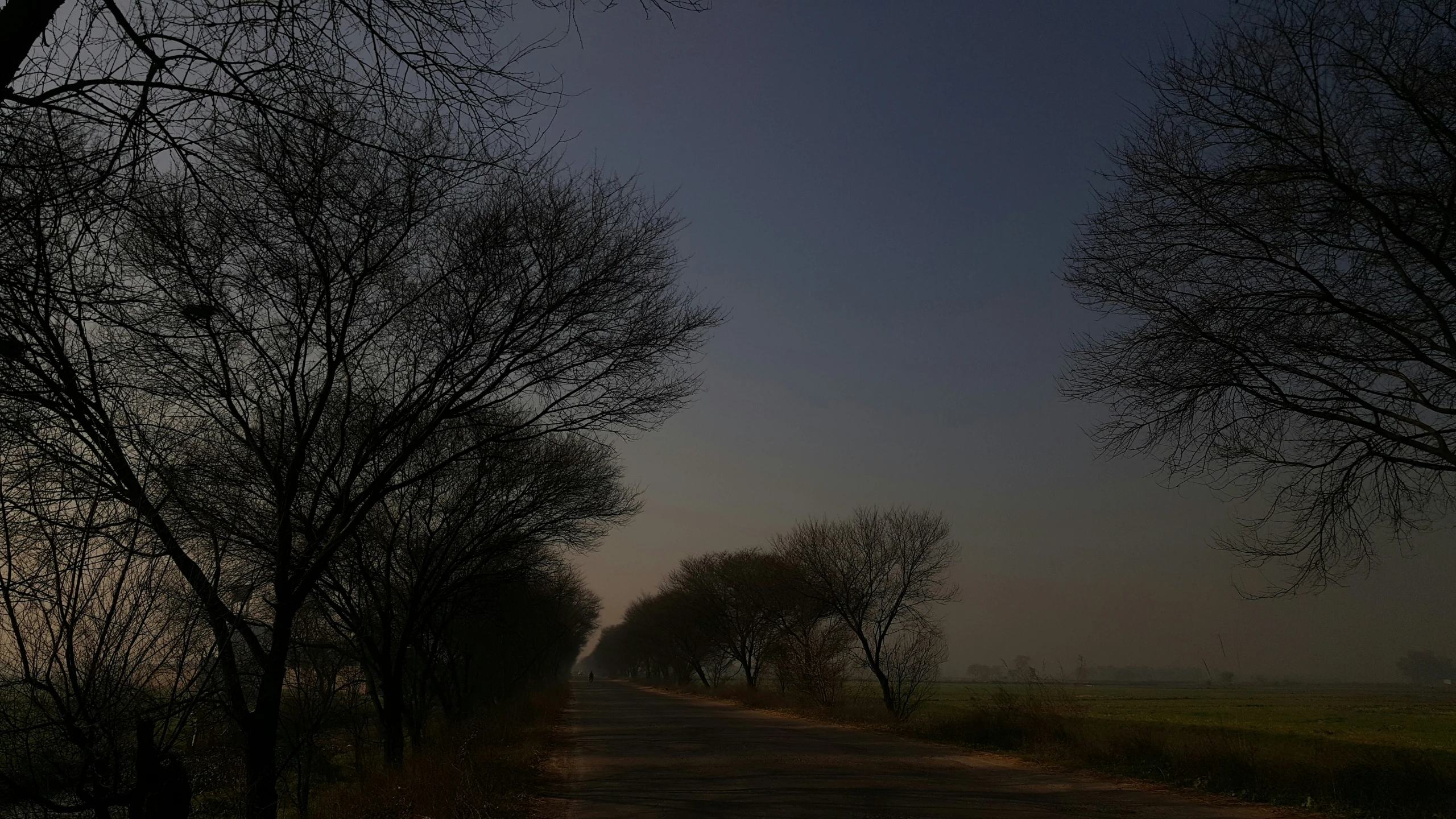 foggy skies with bare trees lining the path