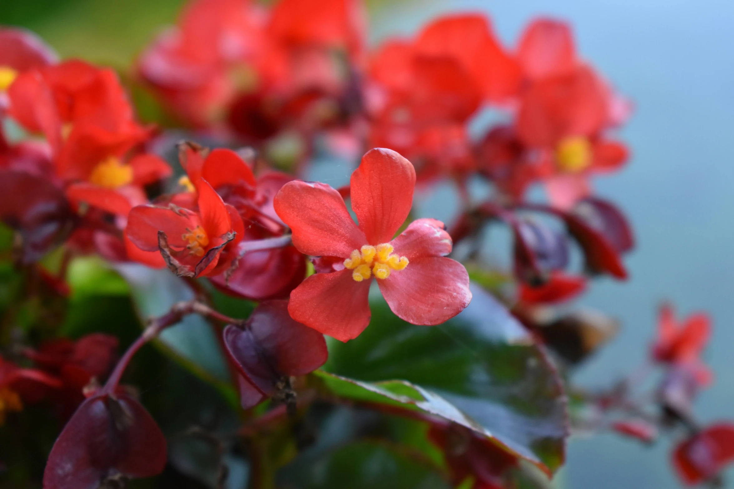 a close - up s of red flowers with green leaves