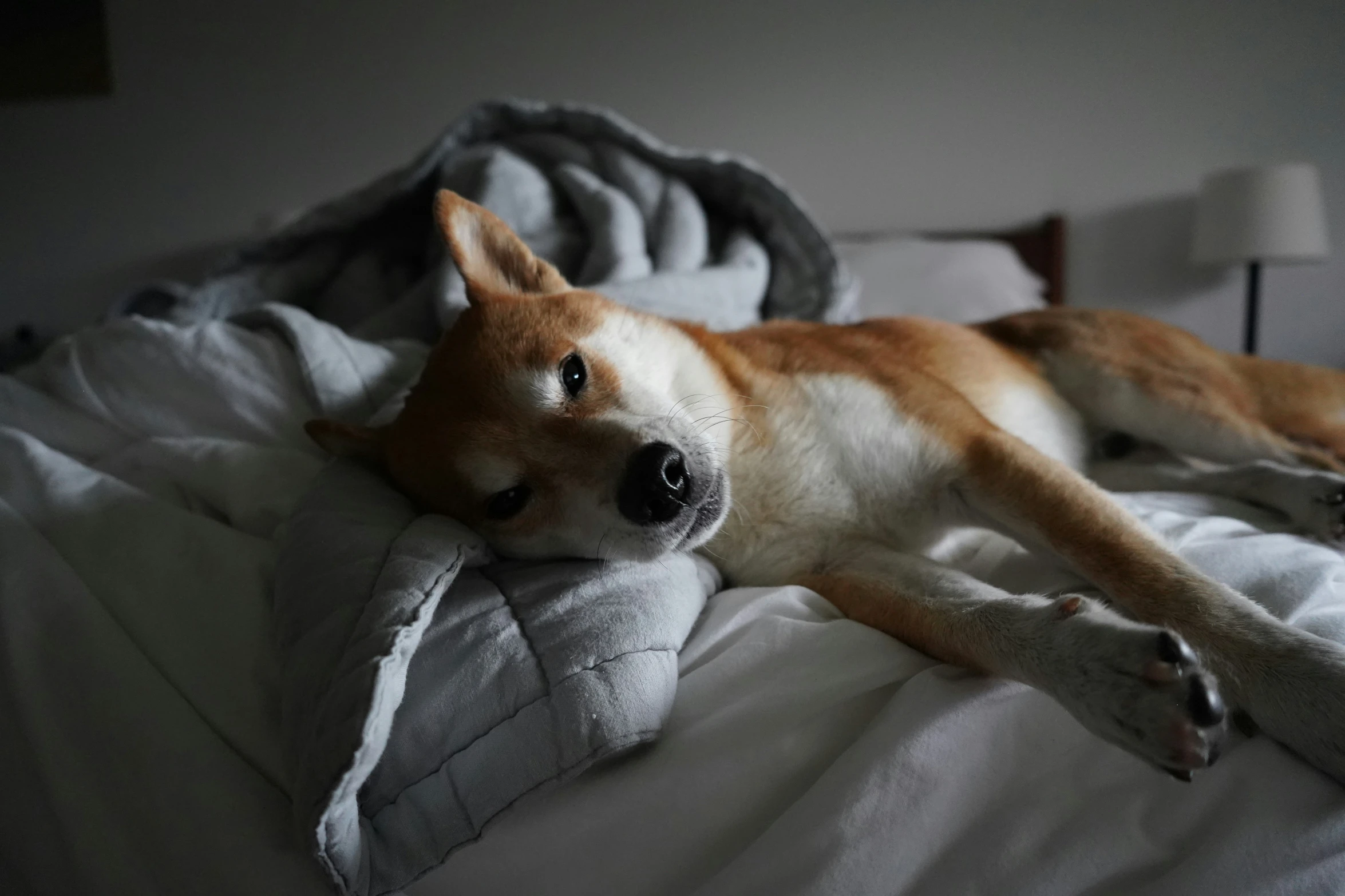 a dog laying on top of a bed under a blanket