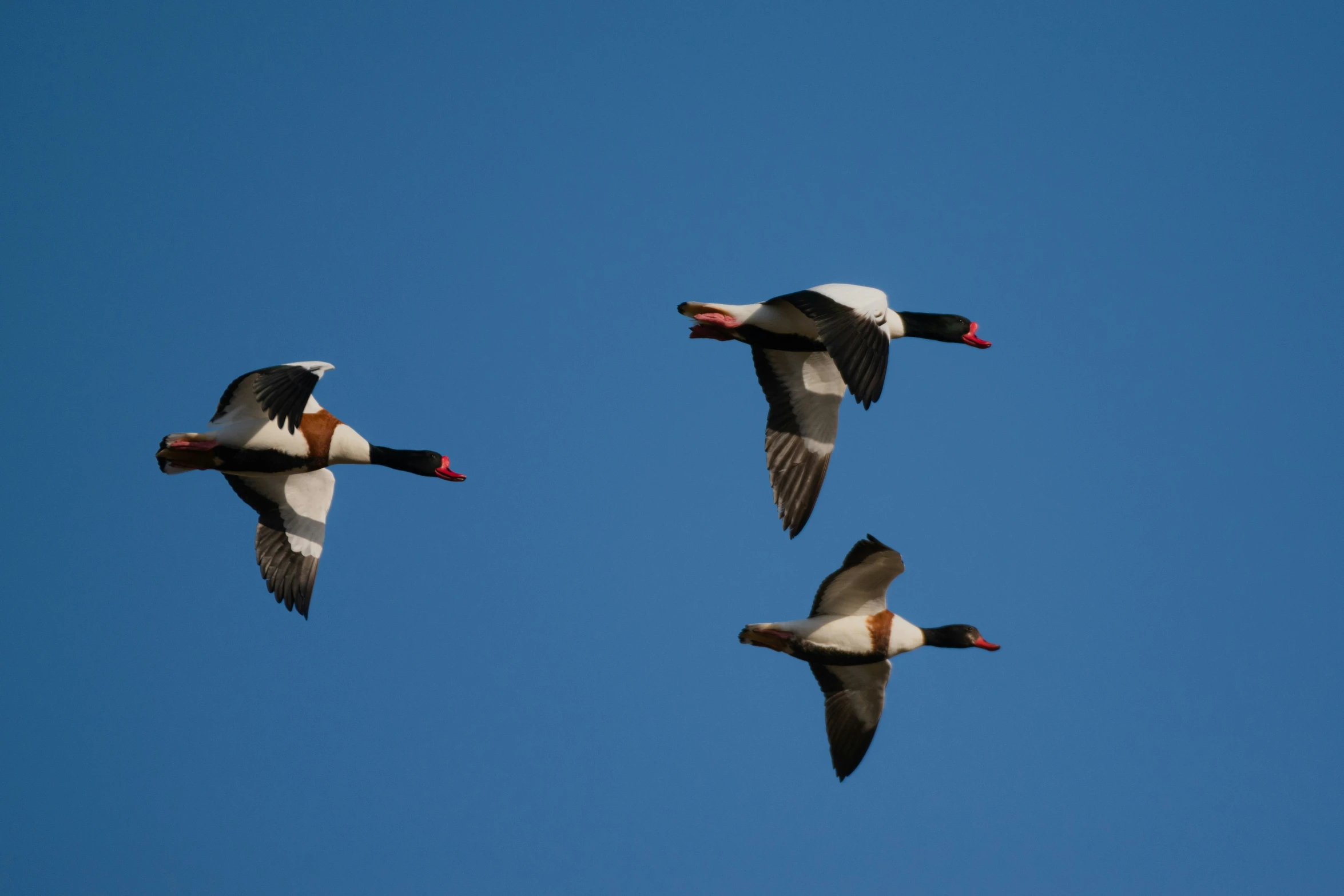 three birds fly across the sky together in a row