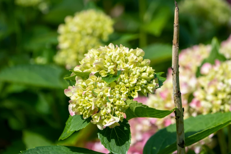 a small white flower sitting on top of a leaf covered plant