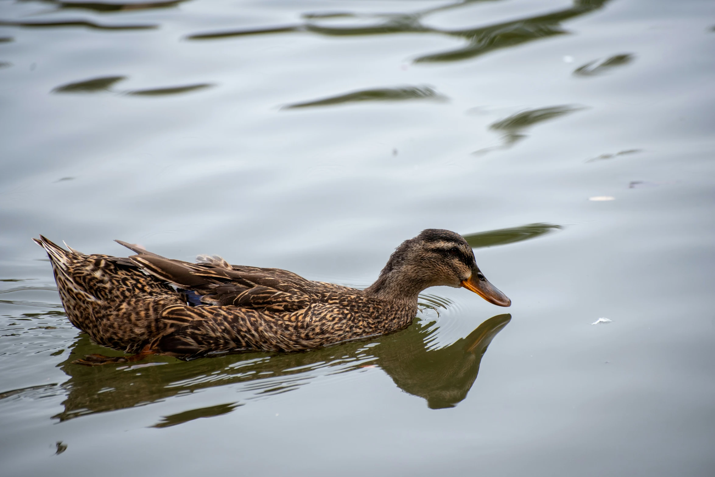 a duck swimming in water with reflections from the clouds