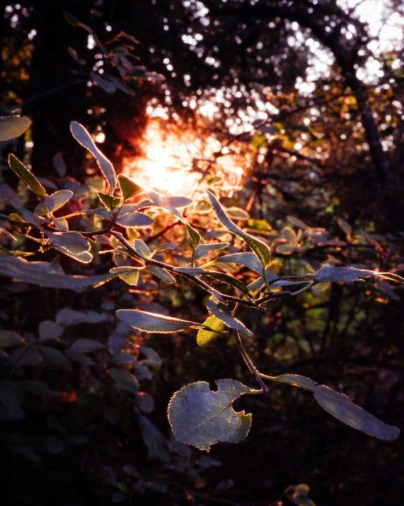 the sun through nches of trees and bushes