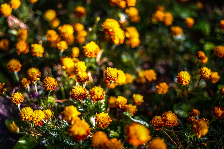 a bunch of small yellow flowers blooming on the side of a road