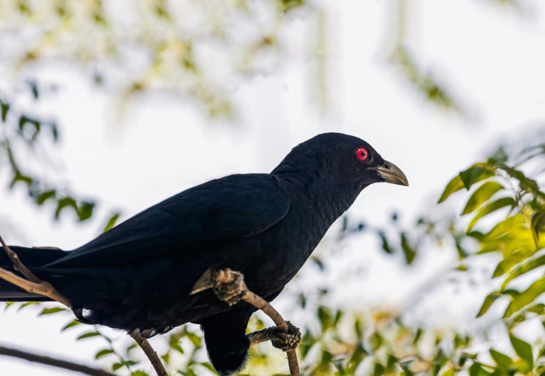 a bird perched on a nch near green leaves