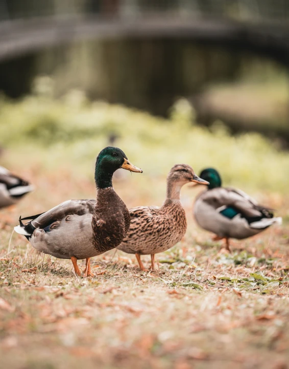 there are many ducks standing on a field