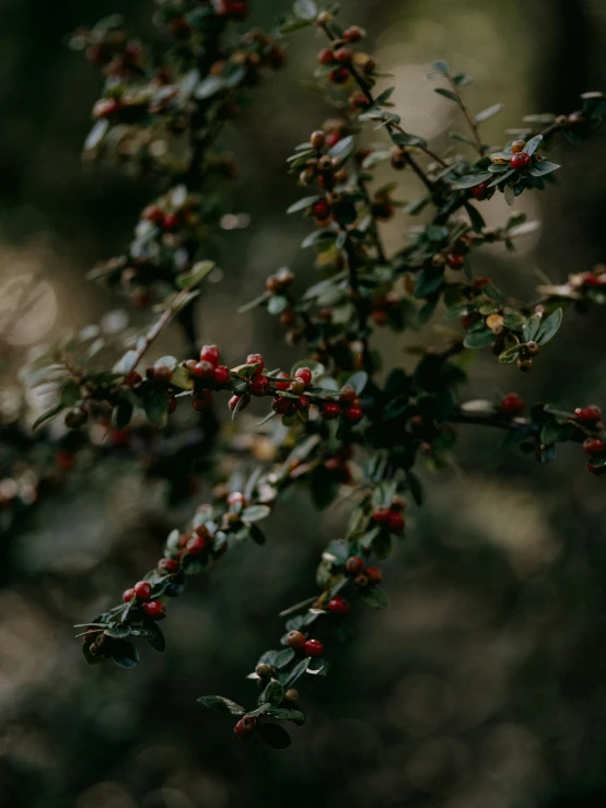 a bush with berries hanging from it in the forest