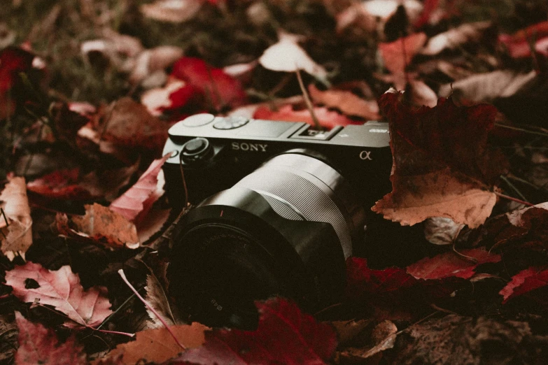 a sony camera in the middle of fallen leaves