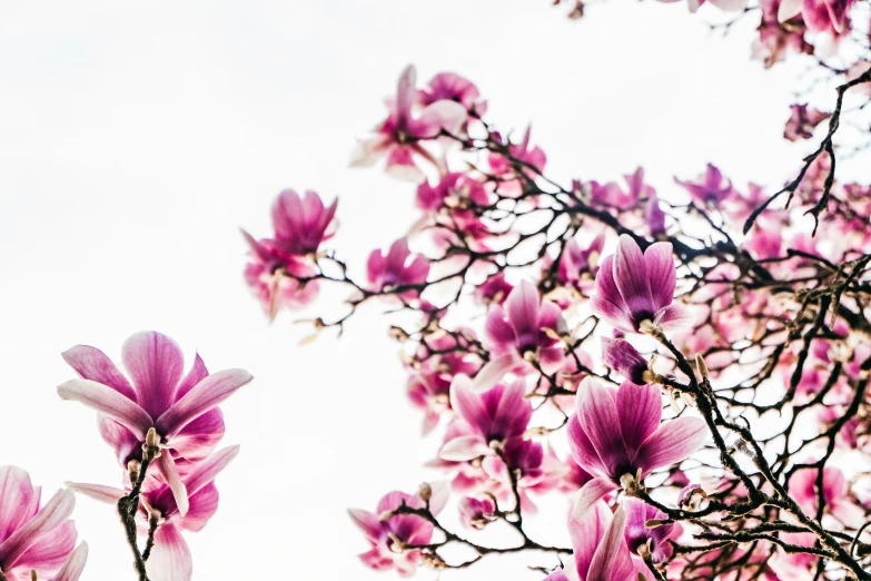 a blooming tree in front of a cloudy sky