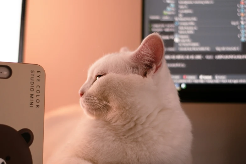 a cat sitting on top of a desk with its head near a remote control