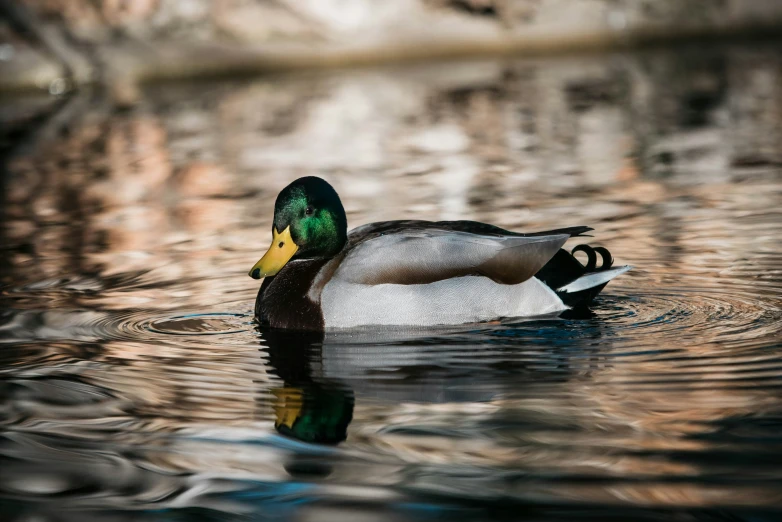 a white duck swimming in the water with ripples