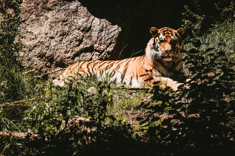 a tiger sitting in the middle of a grass covered hillside