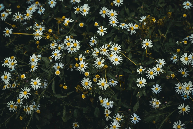 white and yellow daisies stand in the sun