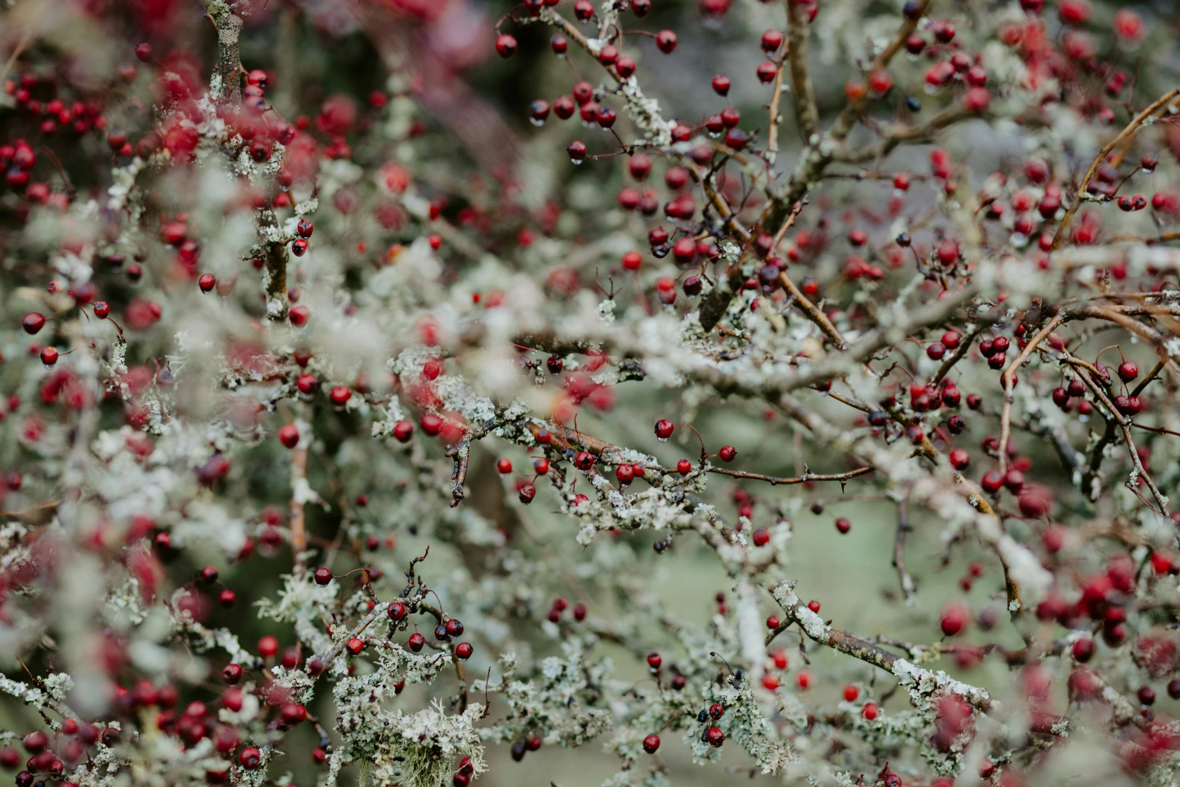 closeup view of leaves and berries on nches