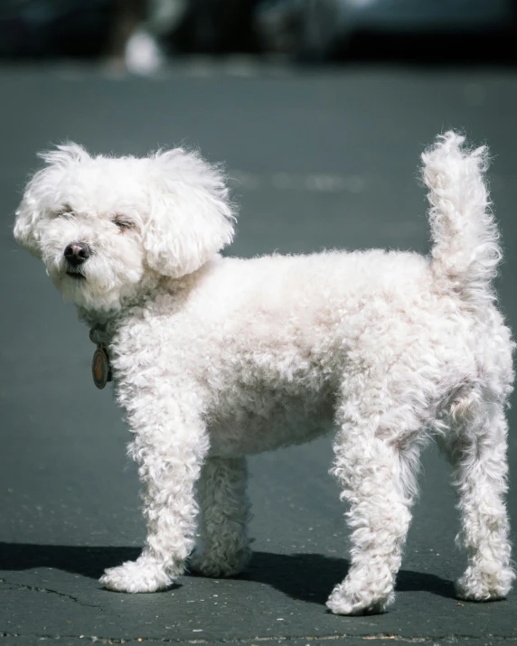 a close up of a white dog on a street