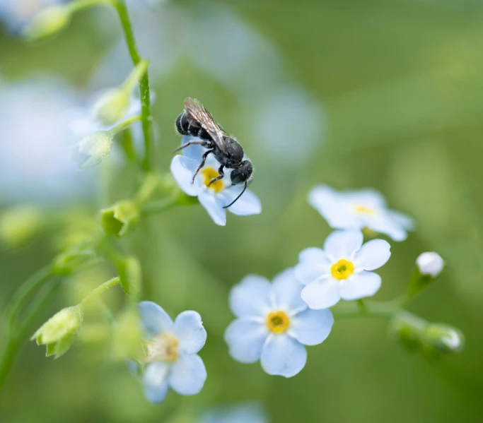 bee sitting on top of a flower in the middle of a field