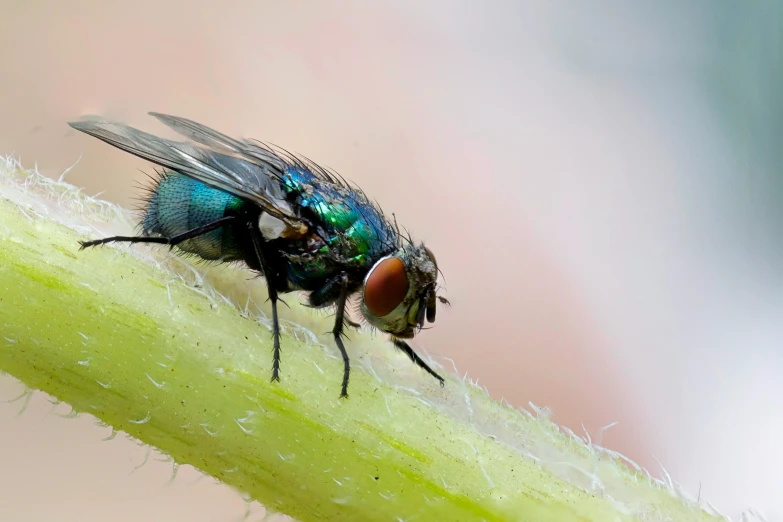 a fly perched on top of a flower stem