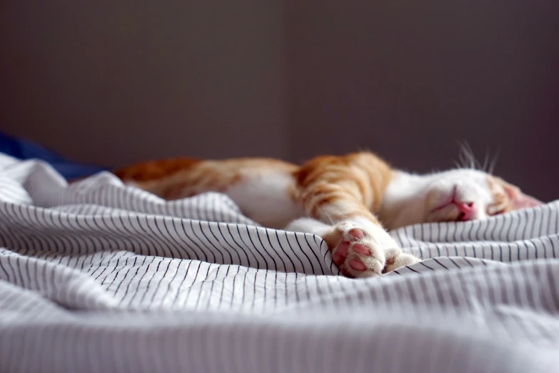 an orange and white cat sleeping on top of a bed