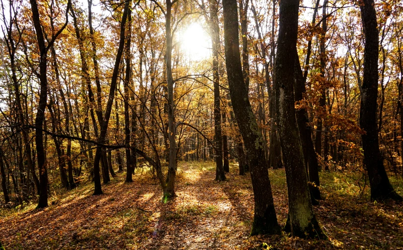 a path that is surrounded by trees with bright sunlight coming through it