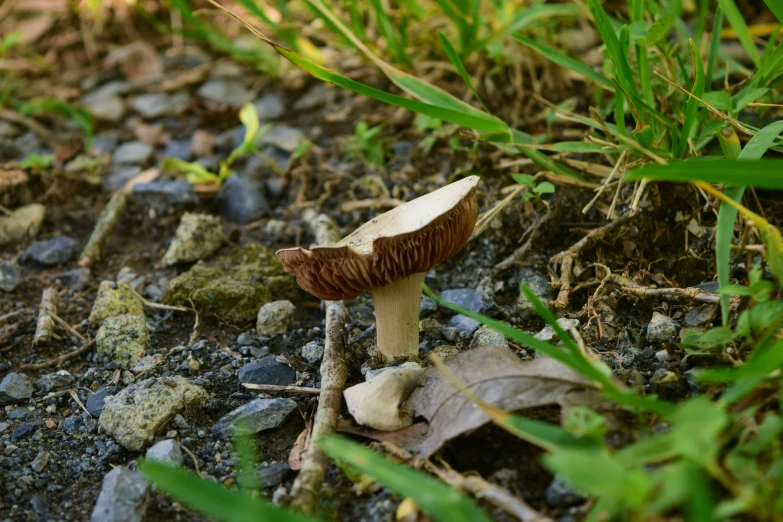 a mushroom grows on the rocky ground outside