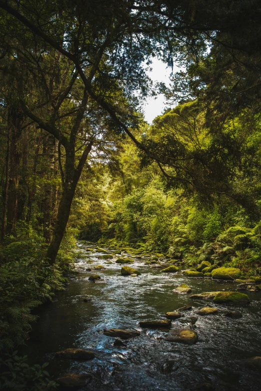 water running through a lush green forest filled with trees