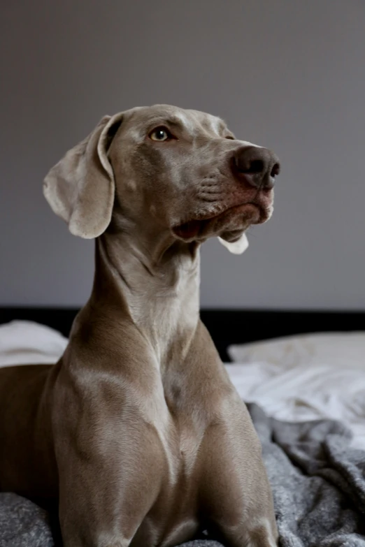 a brown dog laying on top of a bed