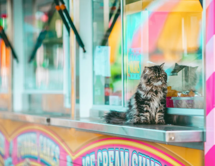 a cat sitting inside of a window looking outside