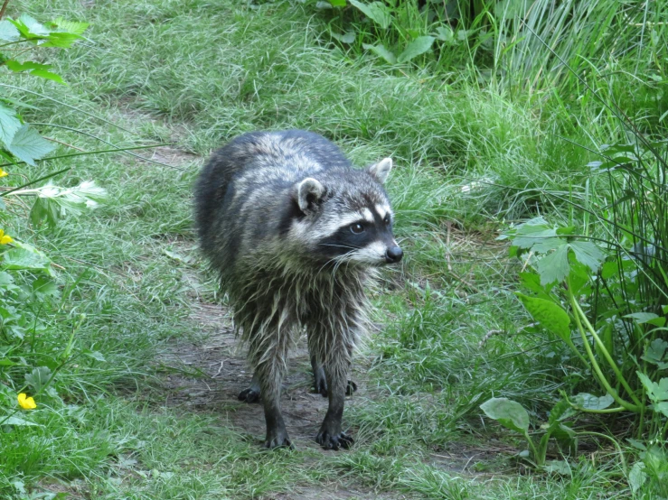 an animal walking on the grass with weeds