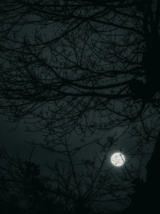 the moon is visible through the nches of a tree