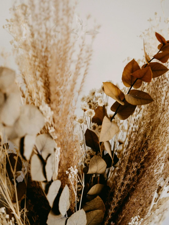 some brown and white plants and plants with no leaves