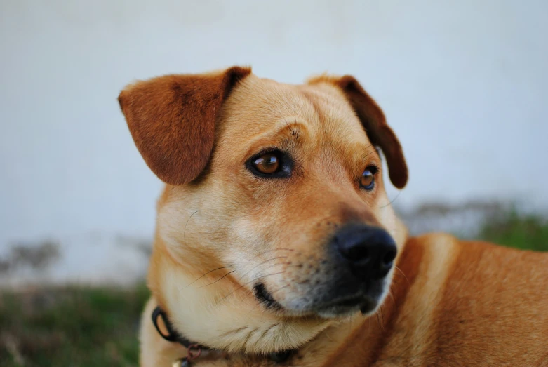 this is a close up of a dog staring at the camera