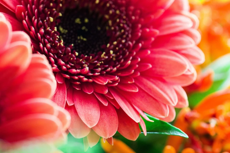 some pink flowers with yellow stems in them