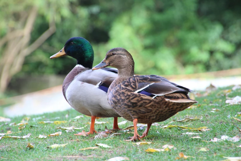 two ducks standing next to each other on grass