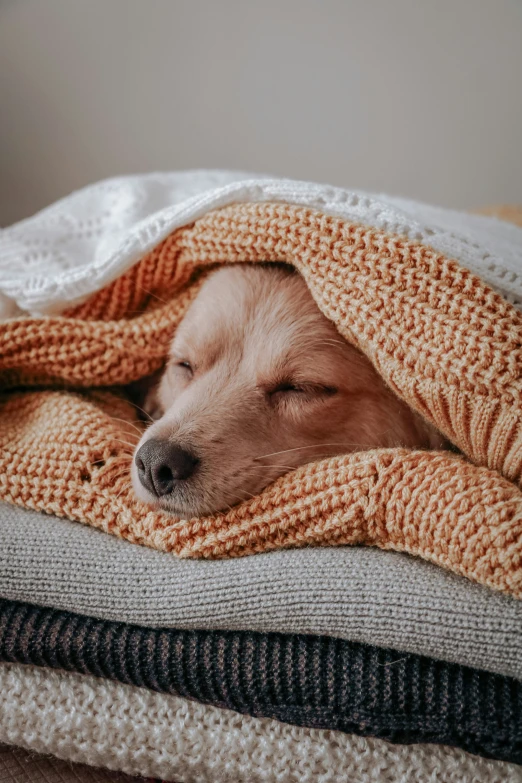 the small dog is wrapped up and sleeping on the blankets