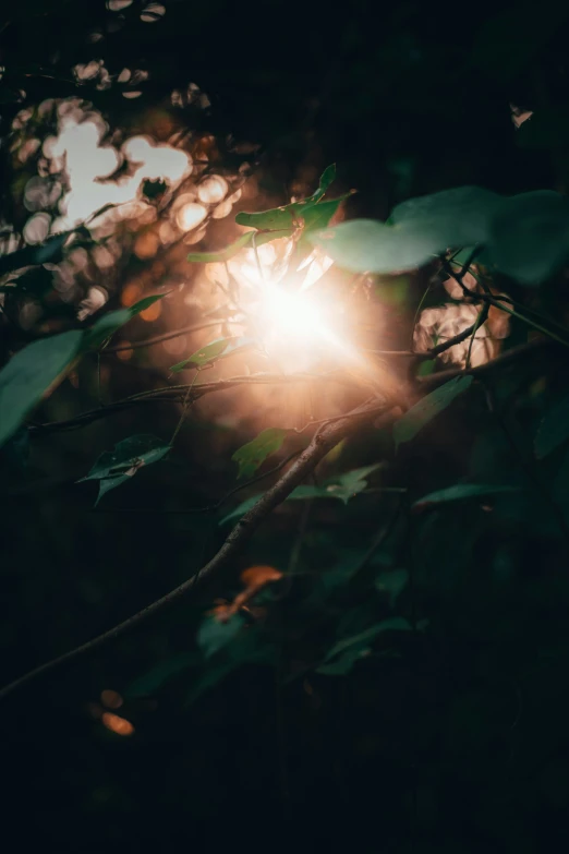 the sun shining through a leaf covered tree nch