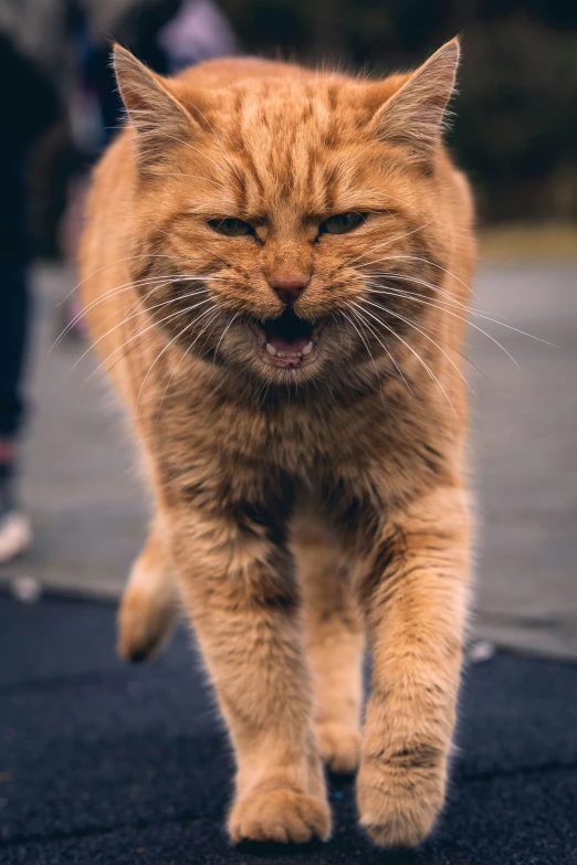 the cat is walking down the road and making a face