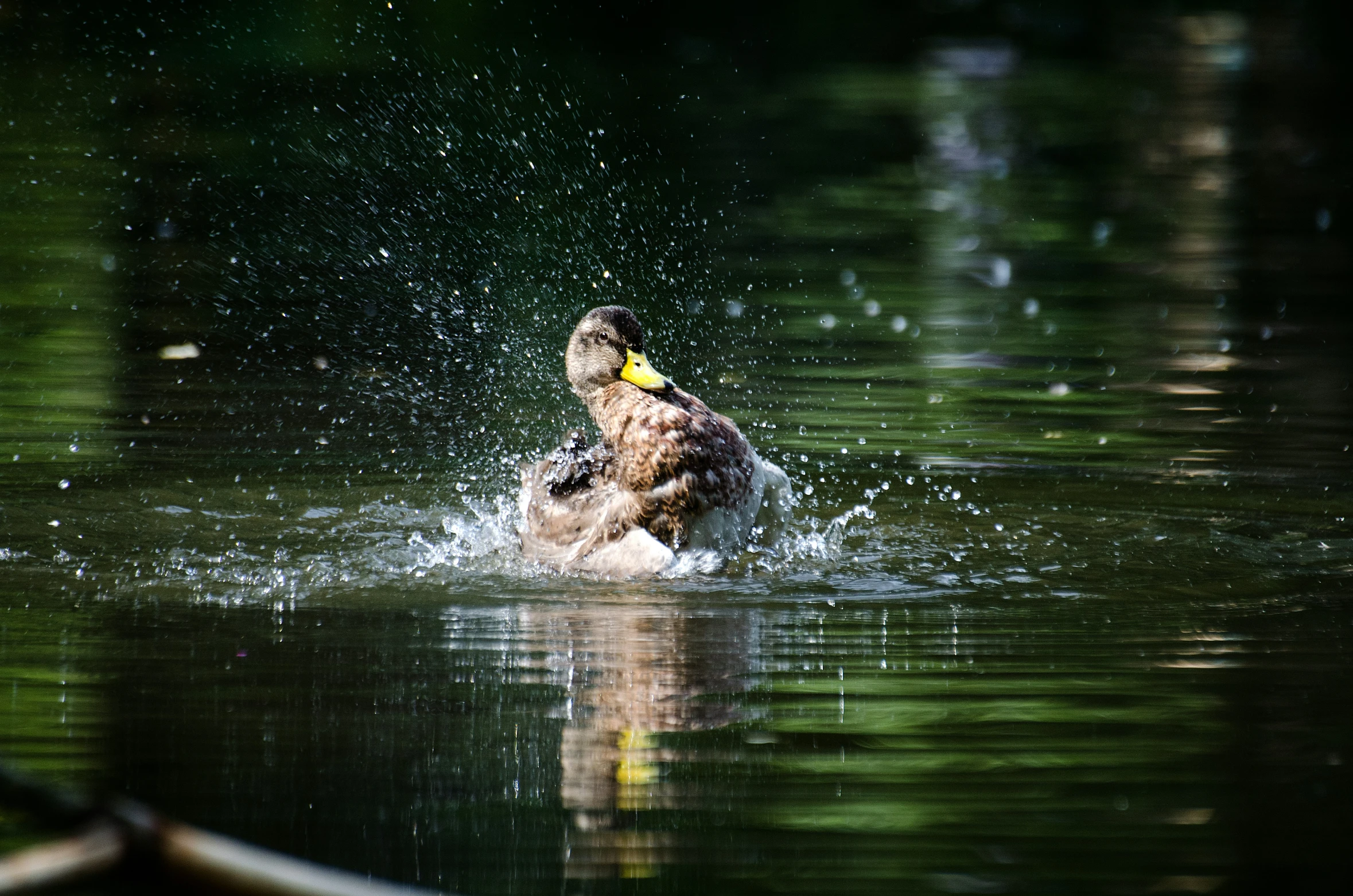 a duck in the water getting splash from it