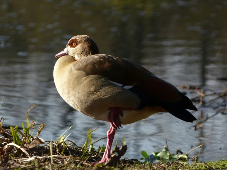 two birds standing on the grass near the water