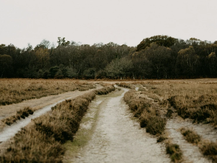 a dirt path through tall grass next to some trees