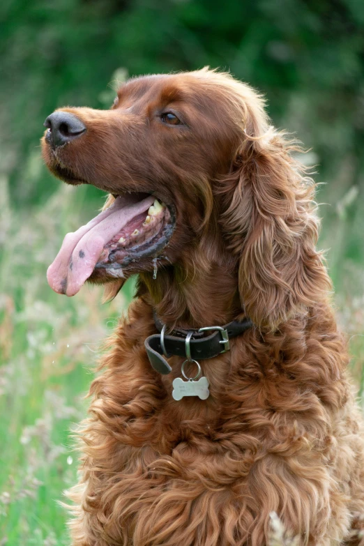 an adult golden retriever sitting and panting in the grass