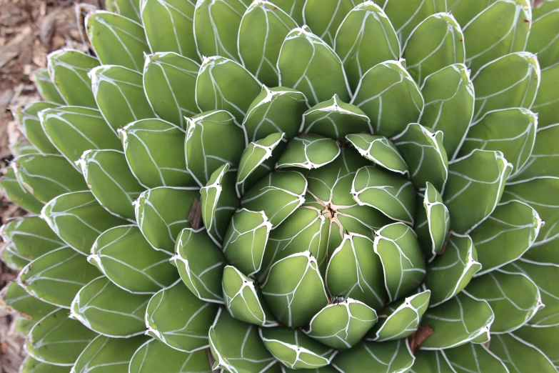 a large cactus's spiky, green leaves
