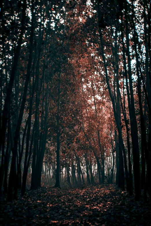 some red leaves in a black and white forest