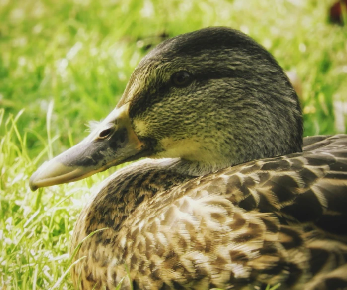 close up of a duck on a grassy field