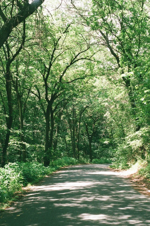 the street is full of trees and is surrounded by grass