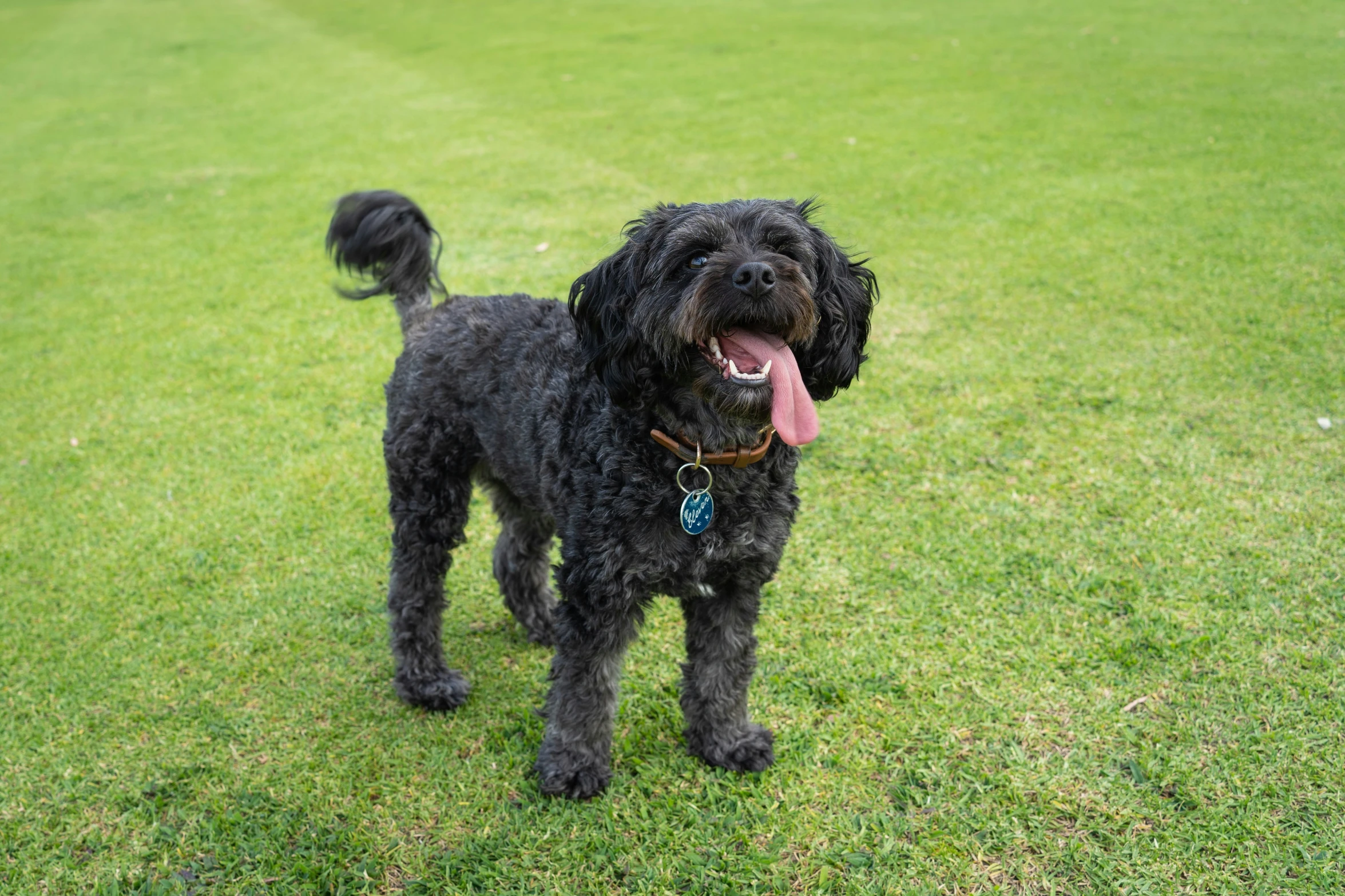 a large black dog standing on top of a lush green field